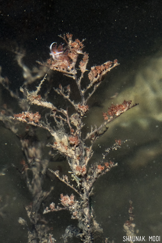 Cratena pawarshindeorum