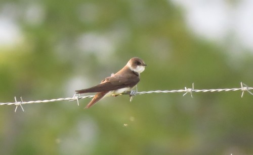 Avión zapador (Riparia riparia)
