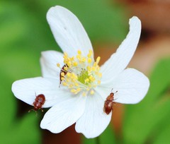 Epuraea melanocephala