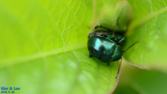 Colasposoma dauricum