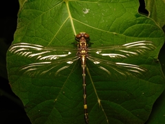 Acrogomphus fraseri