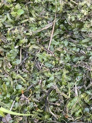 Pallavicinia