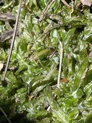 Pallavicinia