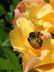 Lachnaia italica italica