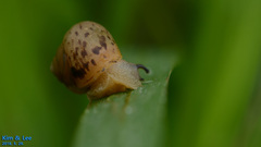Acusta