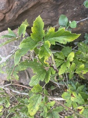 Ampelocissus obtusata kirkiana