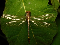 Acrogomphus fraseri