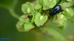 Gastrophysa atrocyanea