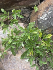 Ampelocissus obtusata kirkiana