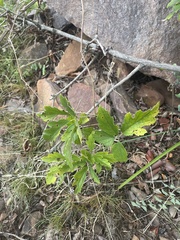 Ampelocissus obtusata kirkiana