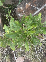 Ampelocissus obtusata kirkiana