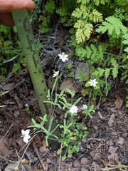 Meconella denticulata