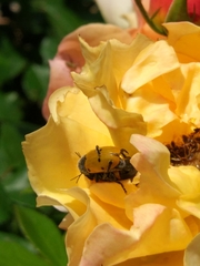 Lachnaia italica italica