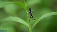 Sphedanolestes impressicollis