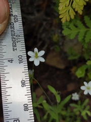 Meconella denticulata