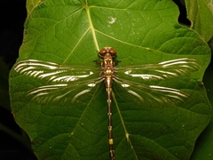 Acrogomphus fraseri