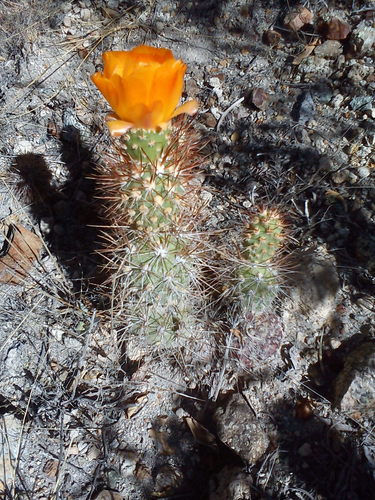 Cumulopuntia leucophaea (Cumulopuntia leucophaea)