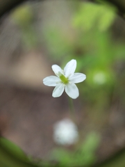 Meconella denticulata