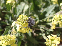 Melecta curvispina