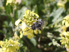 Melecta curvispina