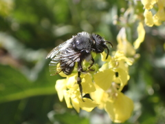 Melecta curvispina