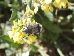 Melecta curvispina