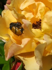 Lachnaia italica italica