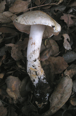 Cortinarius albofragrans