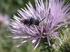 Melecta curvispina