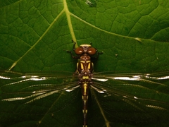 Acrogomphus fraseri