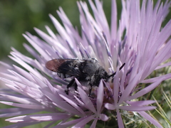 Melecta curvispina