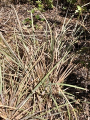 Andropogon capillipes