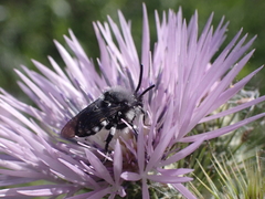 Melecta curvispina