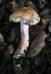 Cortinarius albofragrans