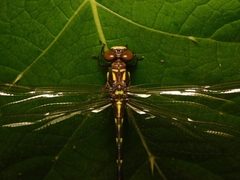 Acrogomphus fraseri