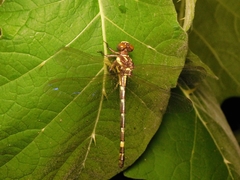 Acrogomphus fraseri