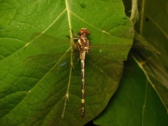 Acrogomphus fraseri