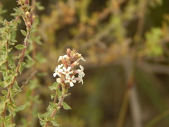 Mulguraea aspera