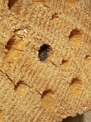 Osmia cornuta