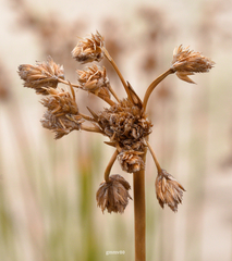 Androtrichum trigynum