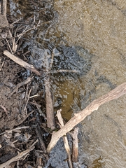 Emydoidea blandingii