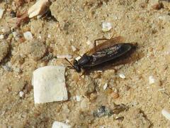 Arenomydas