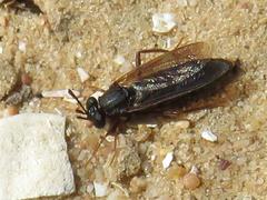 Arenomydas
