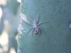 Pulchellodromus