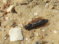 Arenomydas