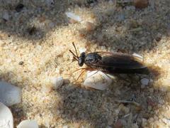 Arenomydas