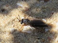 Arenomydas