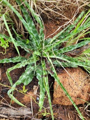 Ledebouria inquinata