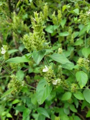 Isoglossa glandulosissima