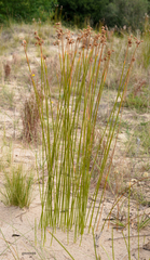 Androtrichum trigynum